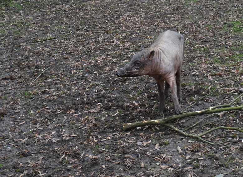 Hirscheber-Männchen am 3. März 2017 im Zoo Wuppertal