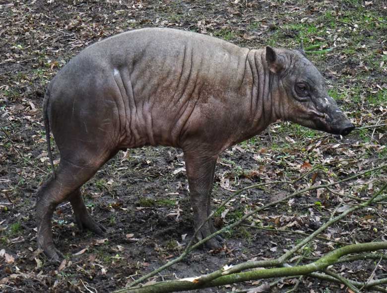 Hirscheber-Männchen am 3. März 2017 im Wuppertaler Zoo