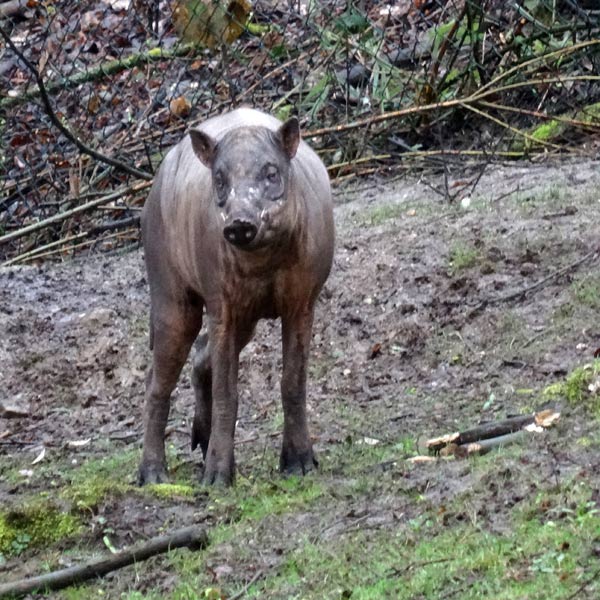Hirscheber im Wuppertaler Zoo im März 2017