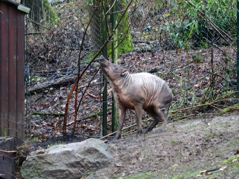Hirscheber-Männchen am 18. März 2017 im Zoo Wuppertal