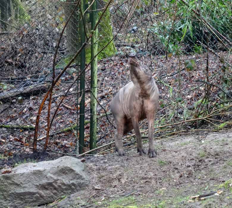 Hirscheber-Männchen am 18. März 2017 im Wuppertaler Zoo