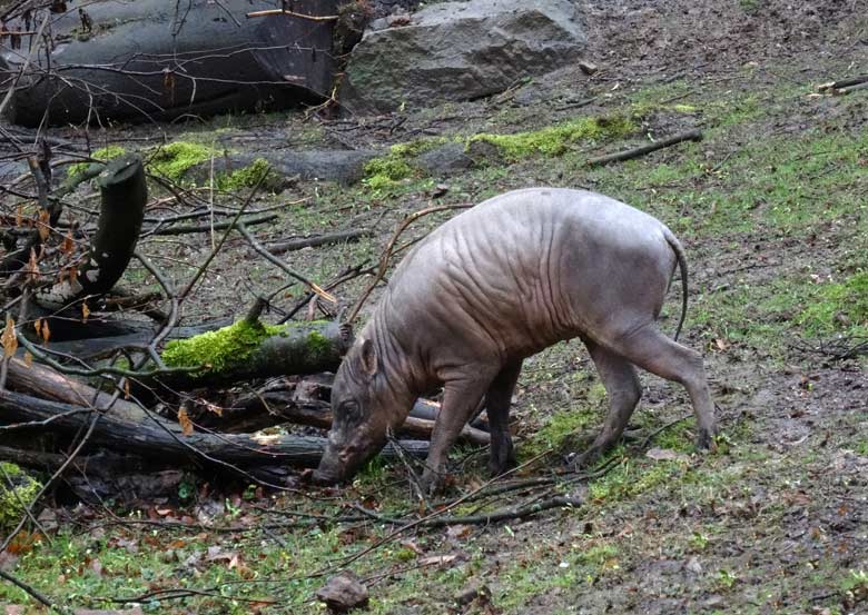 Hirscheber-Männchen am 18. März 2017 im Wuppertaler Zoo
