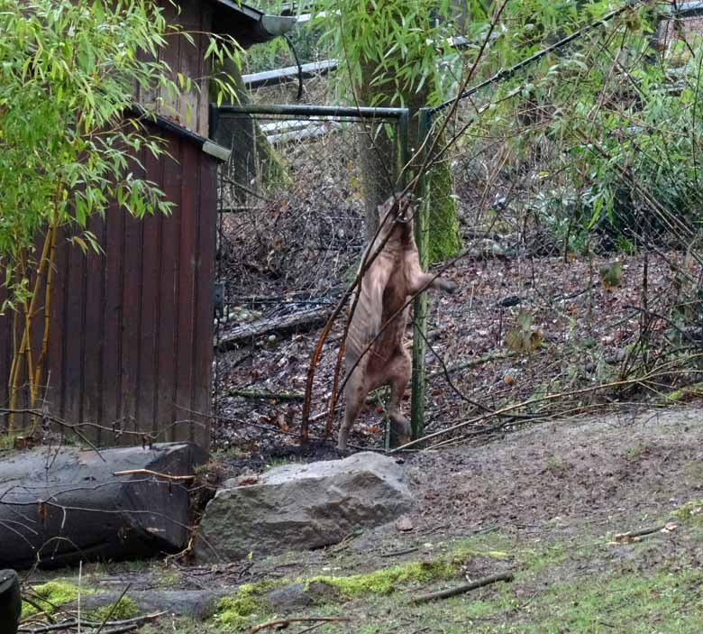 Hirscheber-Männchen am 18. März 2017 im Grünen Zoo Wuppertal