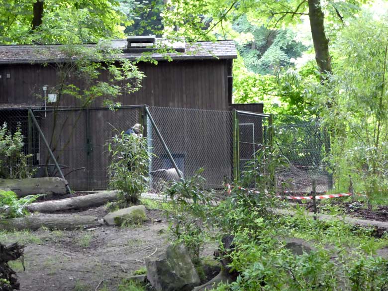 Neues Hirscheber-Weibchen am 10. Juni 2017 im Vorgehege der oberen Anlage im Grünen Zoo Wuppertal