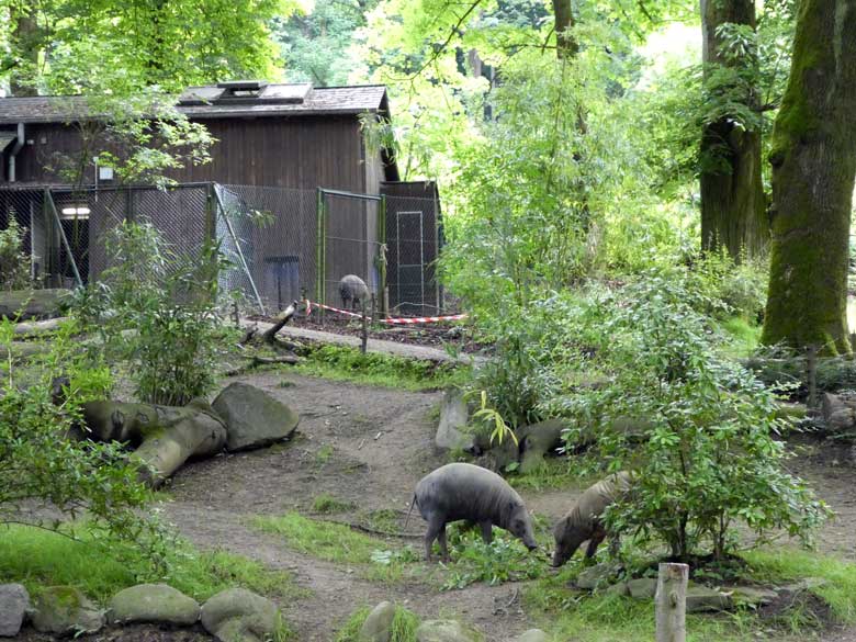 Drei Hirscheber am 10. Juni 2017 im Grünen Zoologischen Garten der Stadt Wuppertal