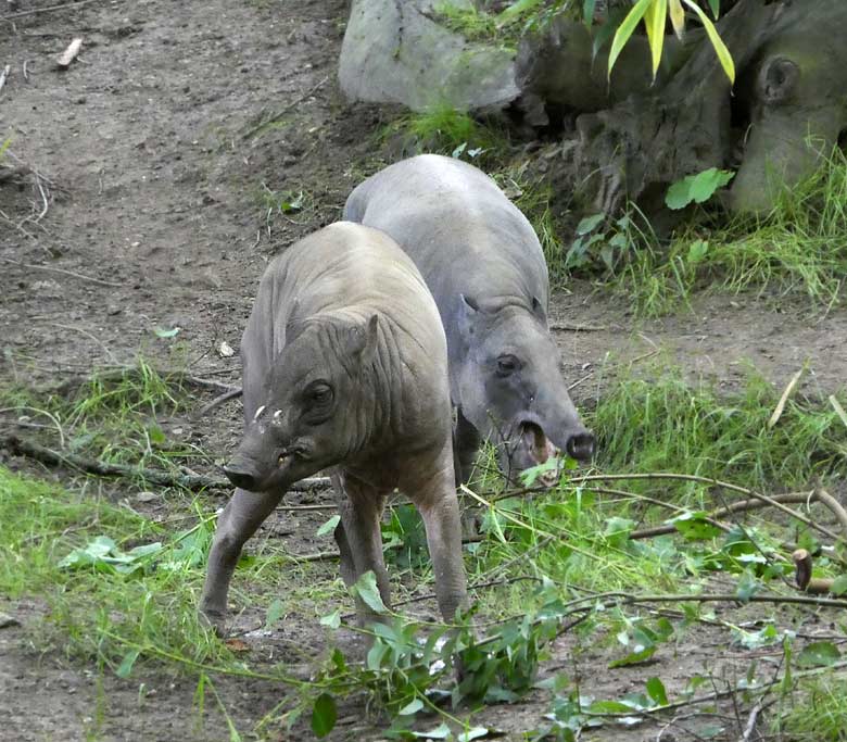 Hirscheber-Männchen mit Hirscheber-Weibchen am 10. Juni 2017 auf der unteren Anlage im Wuppertaler Zoo