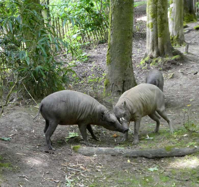 Hirscheber am 31. Mai 2018 auf der unteren Außenanlage im Zoo Wuppertal