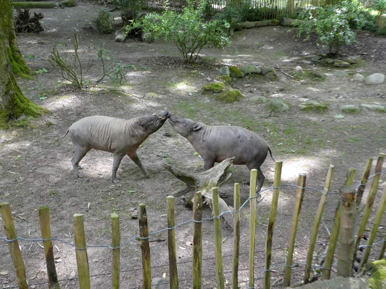 Hirscheber-Männchen und Hirscheber-Weibchen am 31. Mai 2018 auf der unteren Außenanlage im Zoologischen Garten der Stadt Wuppertal