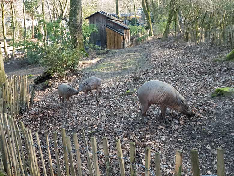 Zwei Hirscheber-Weibchen und ein Hirscheber-Männchen am 16. Februar 2019 auf der Außenanlage im Wuppertaler Zoo