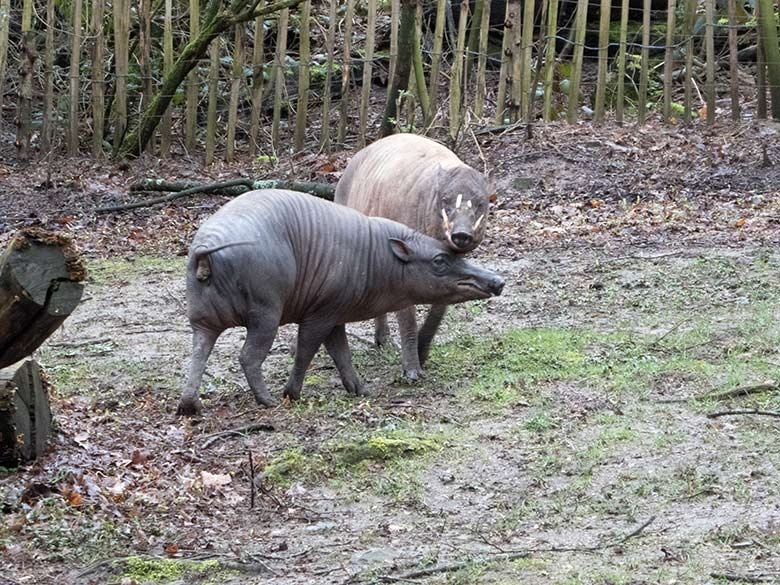 Hirscheber-Weibchen und Hirscheber-Männchen am 16. März 2019 auf der Außenanlage im Zoologischen Garten Wuppertal