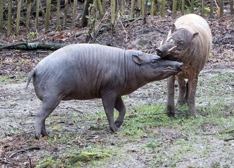 Hirscheber-Weibchen und Hirscheber-Männchen am 16. März 2019 auf der Außenanlage im Wuppertaler Zoo