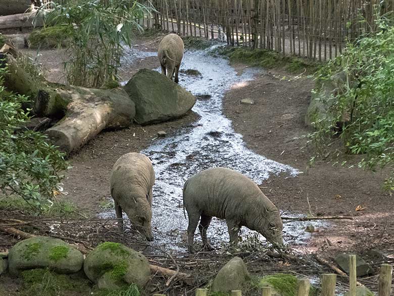 Hirscheber am 15. Juni 2019 auf der Außenanlage im Grünen Zoo Wuppertal