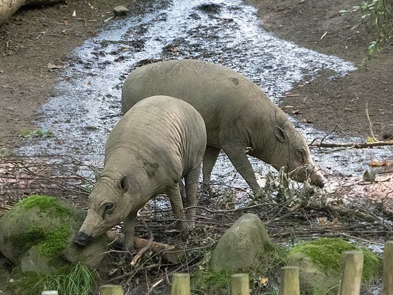 Zwei weibliche Hirscheber am 15. Juni 2019 auf der Außenanlage im Zoo Wuppertal
