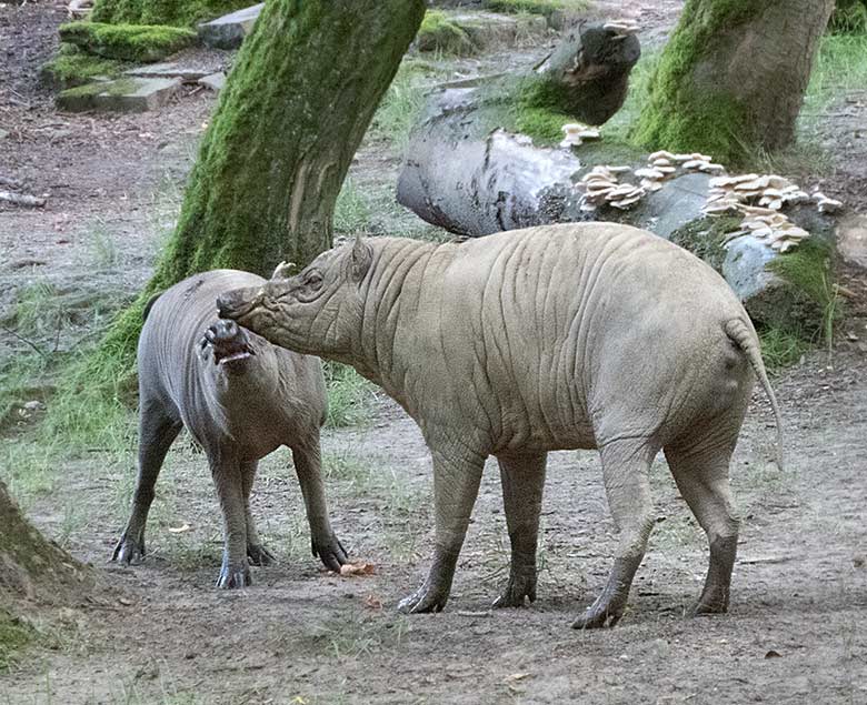 Hirscheber Weibchen und Männchen am 15. Juni 2019 auf der Außenanlage im Wuppertaler Zoo