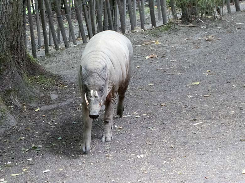 Hirscheber-Männchen MANNI am 11. Juli 2019 auf der Außenanlage im Zoo Wuppertal