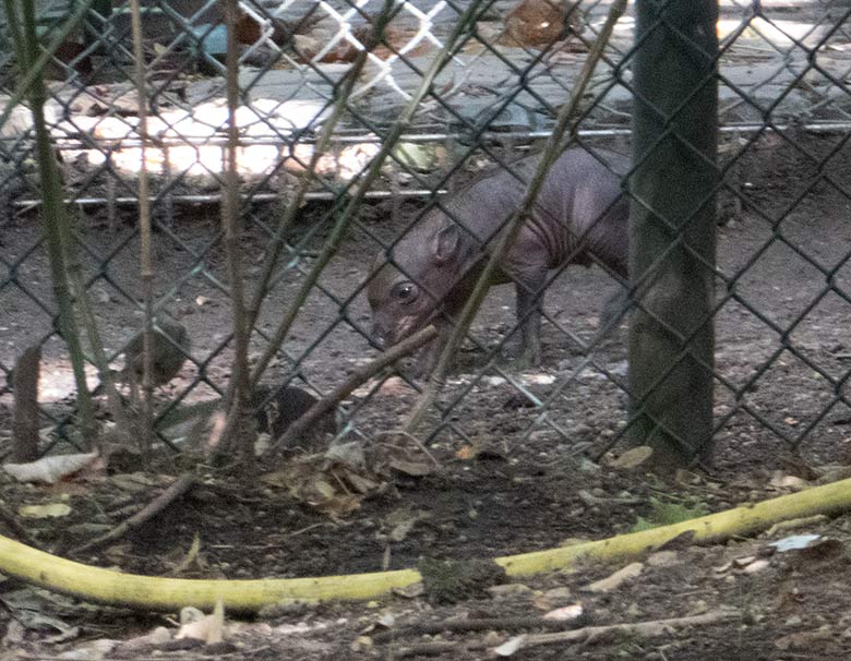 Hirscheber-Jungtier am 19. August 2019 im Vorgehege des Stallgebäudes im Zoo Wuppertal
