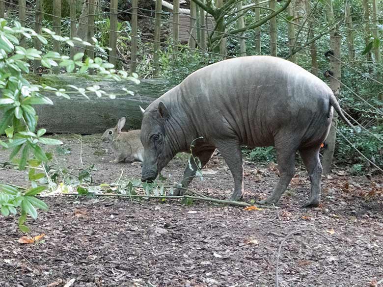 Hirscheber-Weibchen FRANZI und Wildkaninchen am 21. August 2019 im Zoo Wuppertal