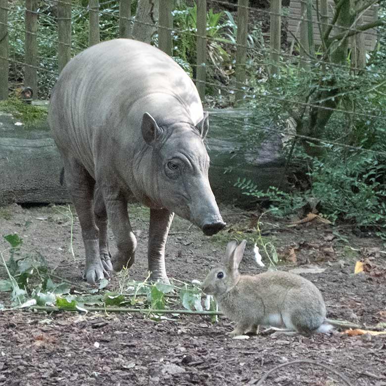 Hirscheber-Weibchen FRANZI und Wildkaninchen am 21. August 2019 im Wuppertaler Zoo