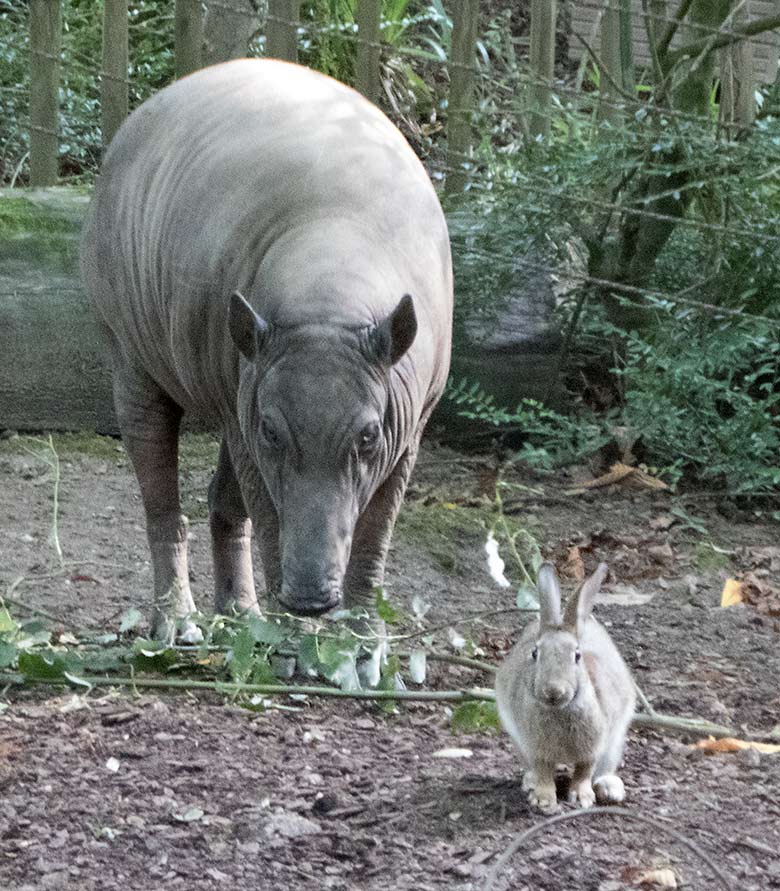 Hirscheber-Weibchen FRANZI und Wildkaninchen am 21. August 2019 im Grünen Zoo Wuppertal