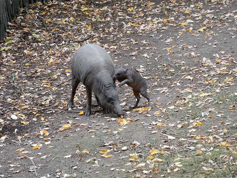 Hirscheber am 25. September 2019 auf der Außenanlage im Zoo Wuppertal