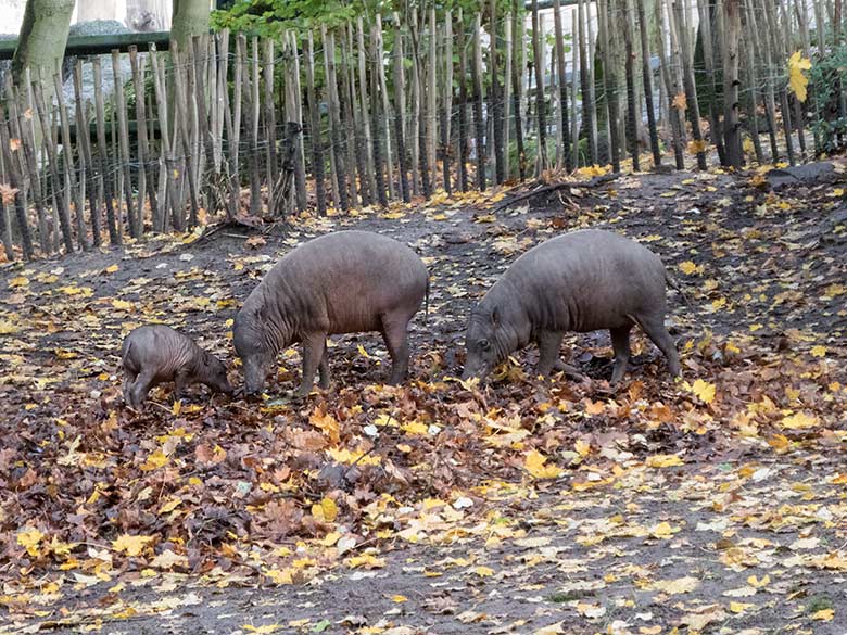 Hirscheber-Weibchen mit Hirscheber-Jungtier PALU am 3. November 2019 auf der Außenanlage im Grünen Zoo Wuppertal
