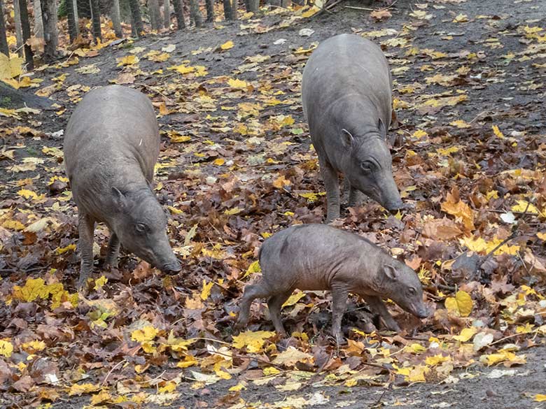 Hirscheber-Weibchen mit Hirscheber-Jungtier PALU am 3. November 2019 auf der Außenanlage im Zoo Wuppertal