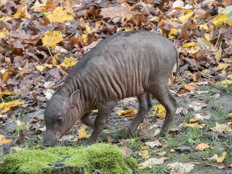 Hirscheber-Ferkel PALU am 3. November 2019 auf der Außenanlage im Zoologischen Garten Wuppertal