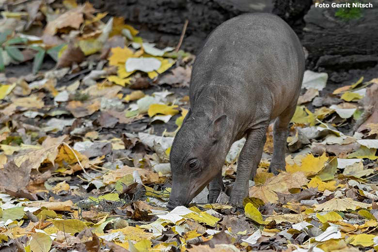 Hirscheber-Jungtier PALU am 16. November 2019 auf der Außenanlage im Wuppertaler Zoo (Foto Gerrit Nitsch)