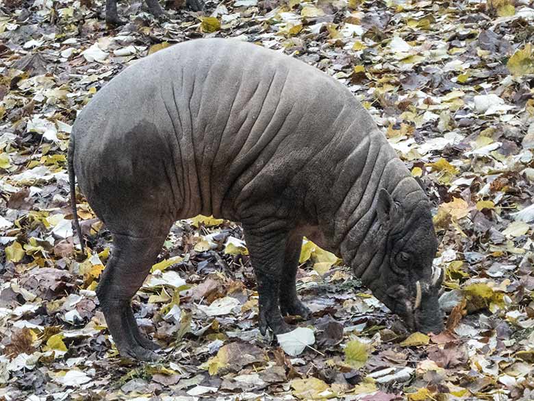 Hirscheber-Männchen MANNI am 27. November 2019 auf der Außenanlage im Zoologischen Garten der Stadt Wuppertal