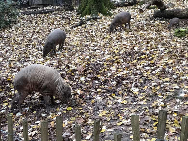 Hirscheber-Männchen MANNI mit den beiden Weibchen FRANZI und YALA sowie dem männlichen Jungtier PALU am 27. November 2019 auf der Außenanlage im Grünen Zoo Wuppertal