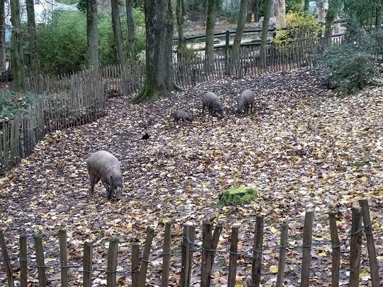 Hirscheber-Männchen MANNI mit den anderen Hirschebern am 27. November 2019 auf der Außenanlage im Zoo Wuppertal