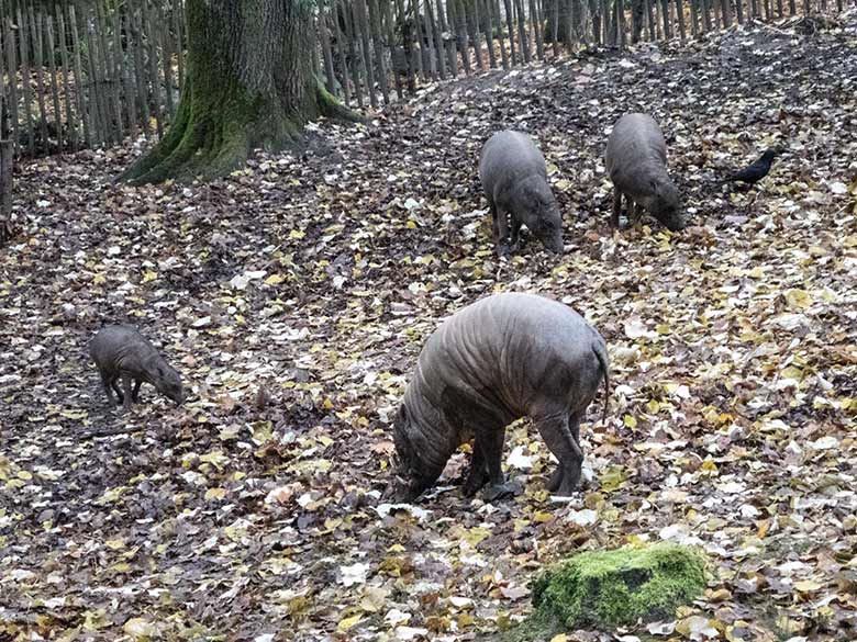 Hirscheber-Rotte am 27. November 2019 auf der Außenanlage im Wuppertaler Zoo