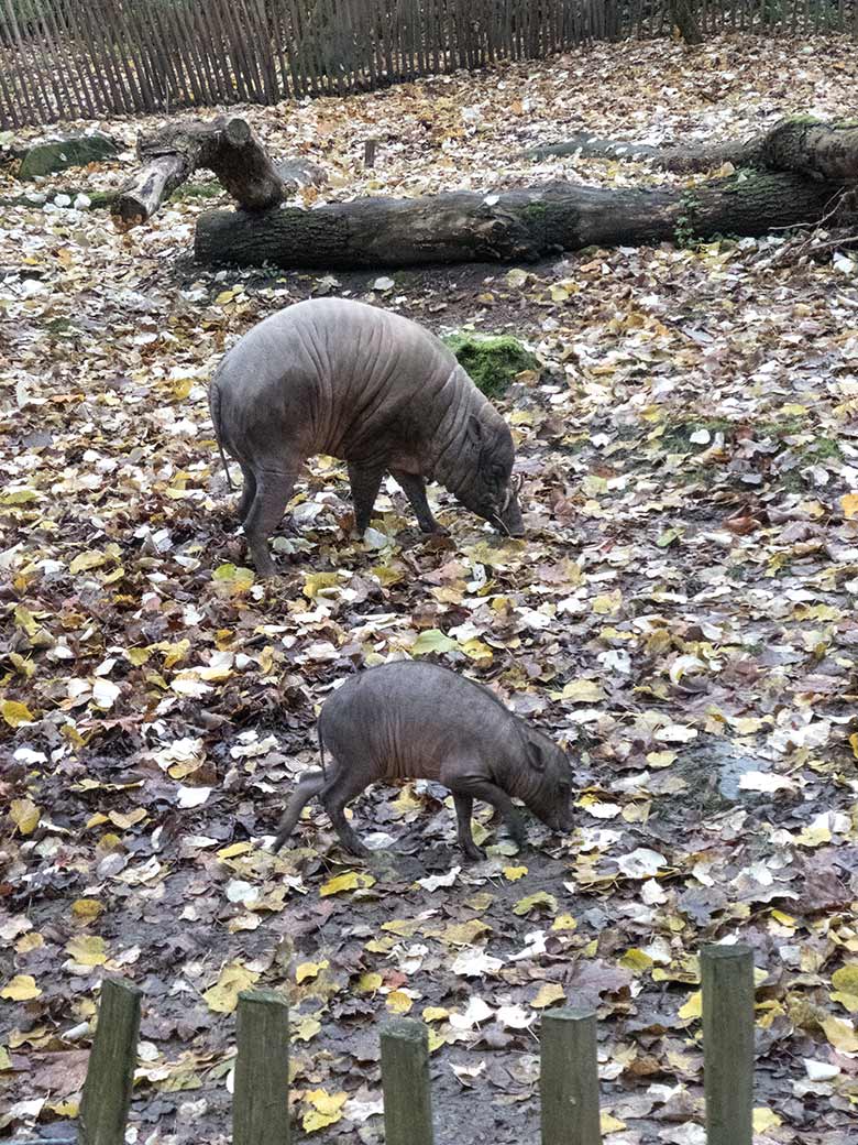 Hirscheber-Jungtier PALU und Hirscheber-Männchen MANNI am 27. November 2019 auf der Außenanlage im Grünen Zoo Wuppertal