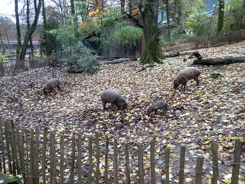 Alle vier Wuppertaler Hirscheber am 27. November 2019 auf der Außenanlage im Zoologischen Garten Wuppertal