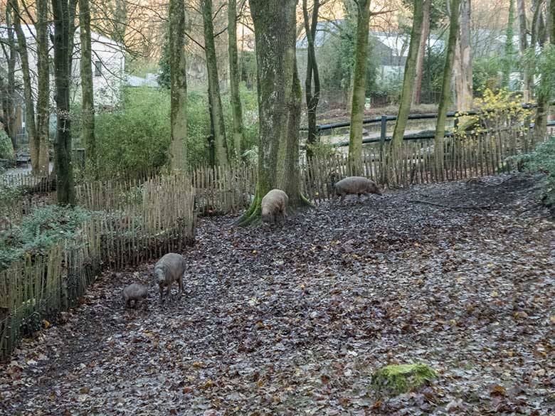 Hirscheber-Jungtier PALU mit Hirscheber-Mutter YALA sowie Hirscheber-Männchen MANNI und Hirscheber-Weibchen FRANZI am 4. Dezember 2019 auf der Außenanlage im Wuppertaler Zoo
