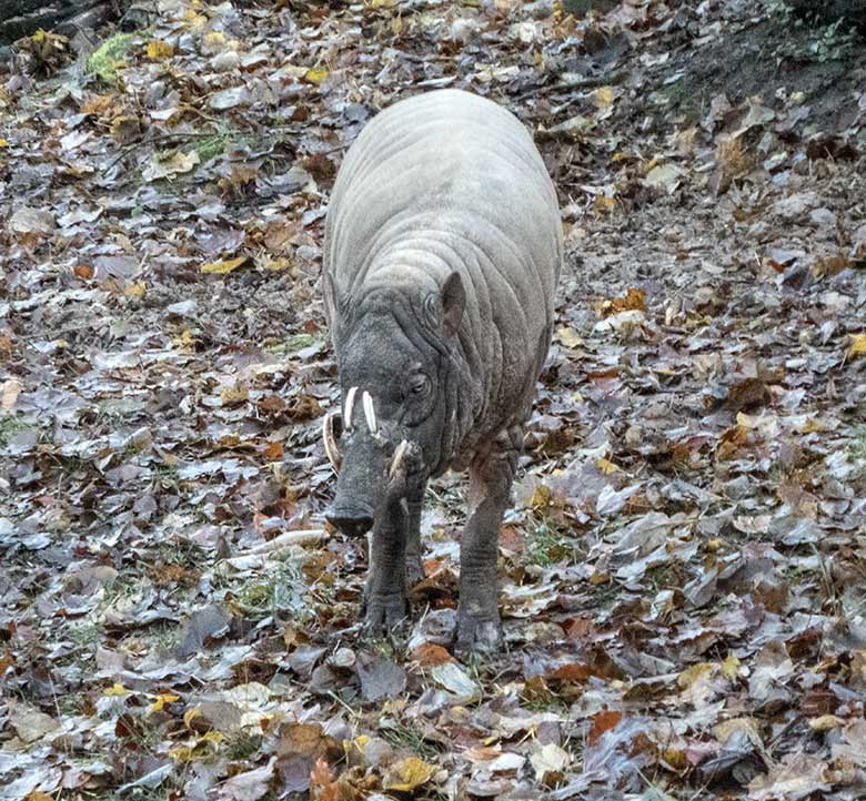 Zum Vergleich: Hirscheber-Männchen MASAMBA (MANNI) am 4. Dezember 2019 auf der Außenanlage im Zoologischen Garten der Stadt Wuppertal