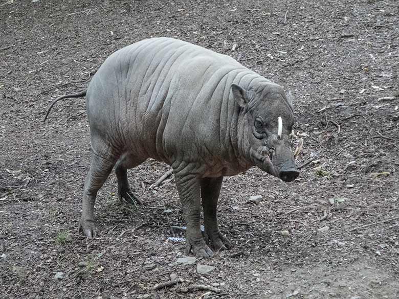 Hirscheber-Männchen MASAMBA (MANNI) am 8. Juni 2020 auf der Außenanlage im Grünen Zoo Wuppertal