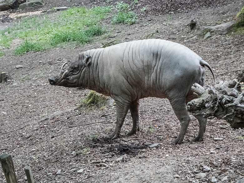 Männlicher Hirscheber MASAMBA (MANNI) am 8. Juni 2020 auf der Außenanlage im Zoo Wuppertal