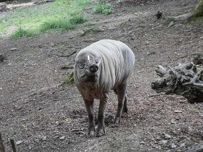 Hirscheber-Männchen MASAMBA (MANNI) am 8. Juni 2020 auf der Außenanlage im Grünen Zoo Wuppertal