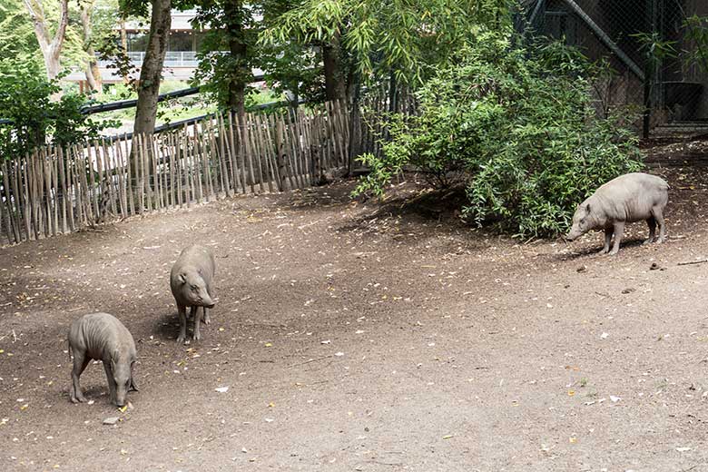 Hirscheber-Jungtier PALU mit zwei weiblichen Hirschebern am 27. Juli 2020 auf der Außenanlage im Zoo Wuppertal