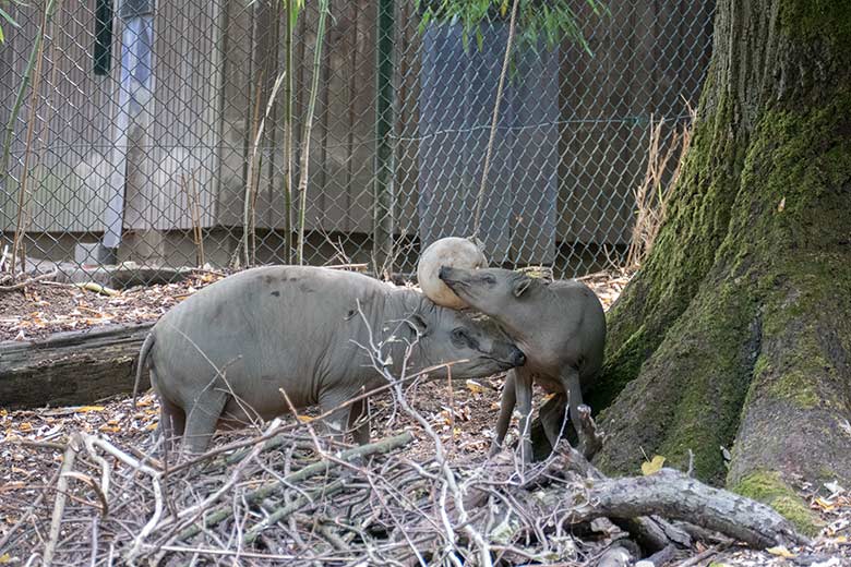 Hirscheber-Weibchen YALA mit Hirscheber-Jungtier PALU am 2. August 2020 auf der Außenanlage im Grünen Zoo Wuppertal