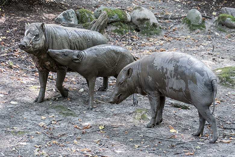 Hirscheber-Jungtier PALU mit Hirscheber-Vater MASAMBA (MANNI) und Hirscheber-Weibchen FRANZI am 11. August 2020 auf der Außenanlage im Zoo Wuppertal