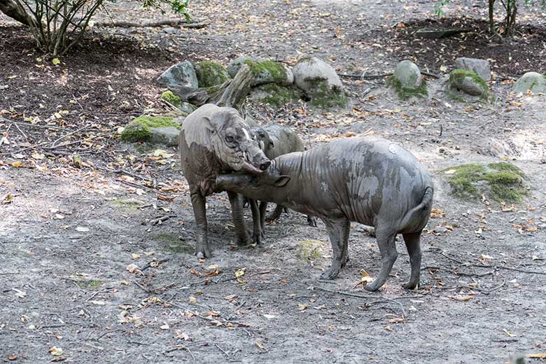 Hirscheber-Jungtier PALU mit Hirscheber-Vater MASAMBA (MANNI) und Hirscheber-Weibchen FRANZI am 11. August 2020 auf der Außenanlage im Wuppertaler Zoo