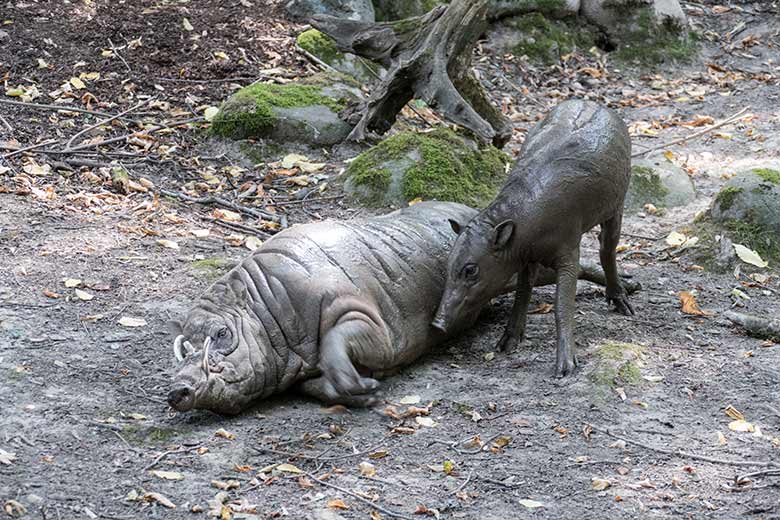 Hirscheber-Männchen MASAMBA (MANNI) mit Hirscheber-Sohn PALU am 11. August 2020 auf der Außenanlage im Zoologischen Garten Wuppertal
