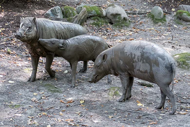 Männlicher Hirscheber MASAMBA (MANNI) mit dem männlichen Jungtier PALU und dem weiblichen Hirscheber FRANZI am 11. August 2020 auf der Außenanlage im Grünen Zoo Wuppertal