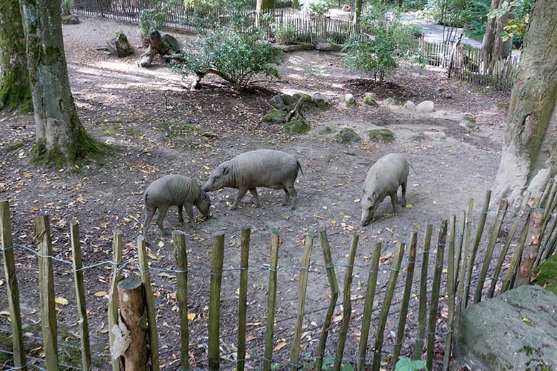 Hirscheber-Jungtier PALU mit Hirscheber-Mutter YALA und Hirscheber-Weibchen FRANZI am 13. August 2020 auf der Außenanlage im Grünen Zoo Wuppertal