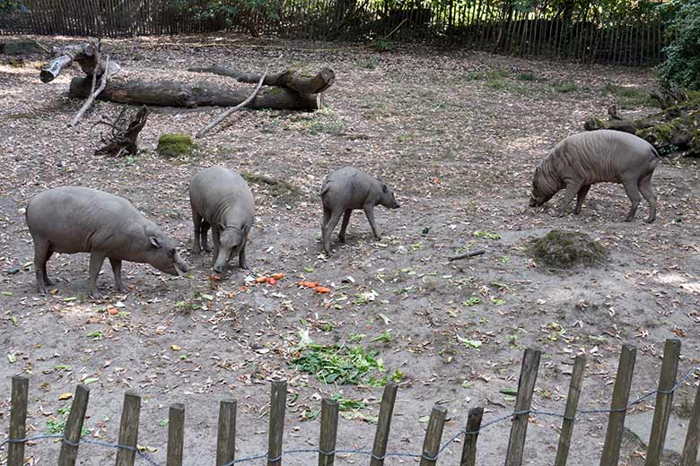 Hirscheber-Weibchen YALA und FRANZI mit Jungtier PALU und Männchen MASAMBA (MANNI) am 14. August 2020 auf der Außenanlage im Grünen Zoo Wuppertal