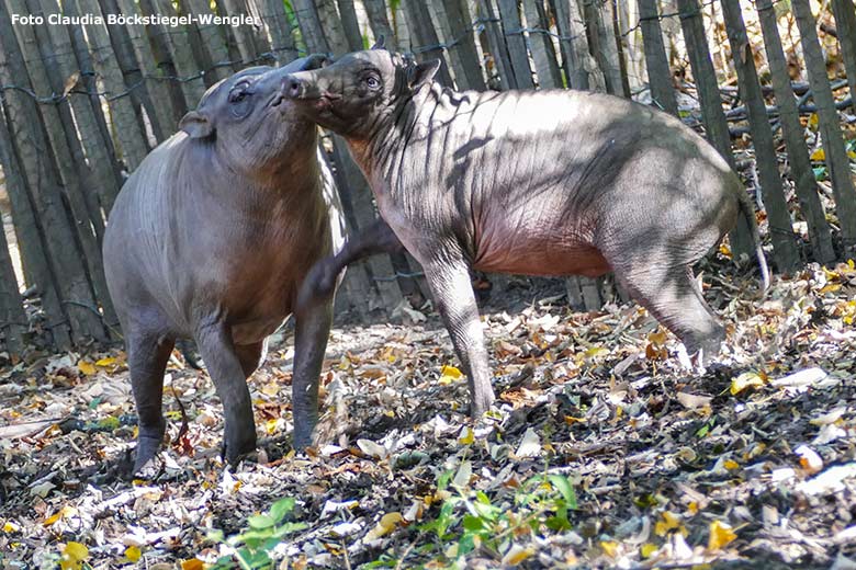 Schmusende Hirscheber YALA und PALU am 17. September 2020 auf der Außenanlage im Grünen Zoo Wuppertal (Foto Claudia Böckstiegel-Wengler)