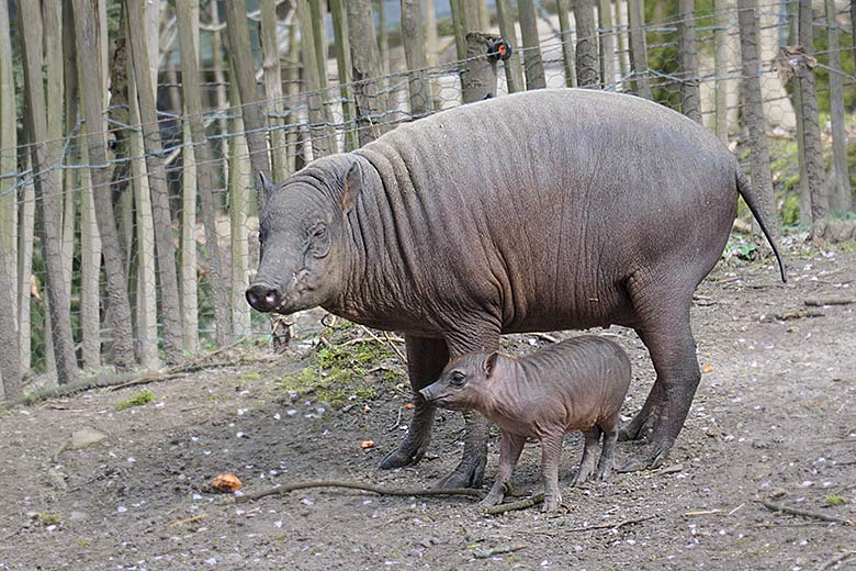 Hirscheber-Mutter YALA mit dem männlichen Hirscheber-Jungtier KEDUA am 3. April 2021 auf der oberen Außenanlage im Zoologischen Garten der Stadt Wuppertal
