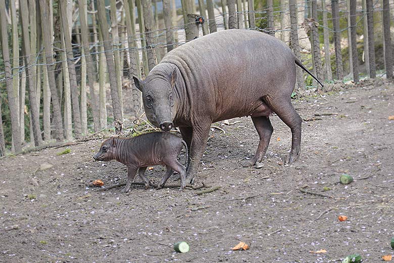 Hirscheber-Mutter YALA mit dem männlichen Hirscheber-Jungtier KEDUA am 3. April 2021 auf der oberen Außenanlage im Wuppertaler Zoo